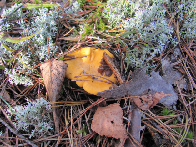 Обои картинки фото природа, грибы, яркая, желтая, мох, иголки