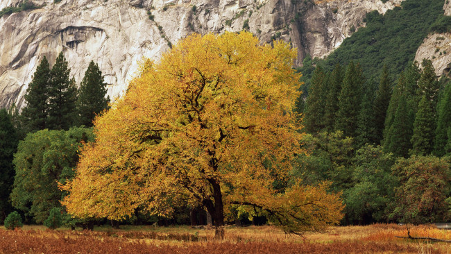 Обои картинки фото природа, деревья, осень, листья