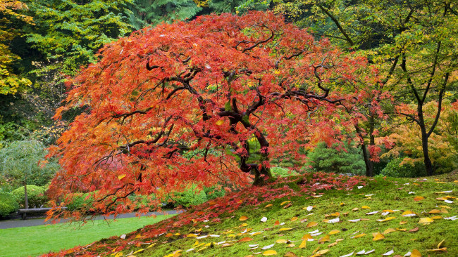 Обои картинки фото природа, деревья, осень, трава