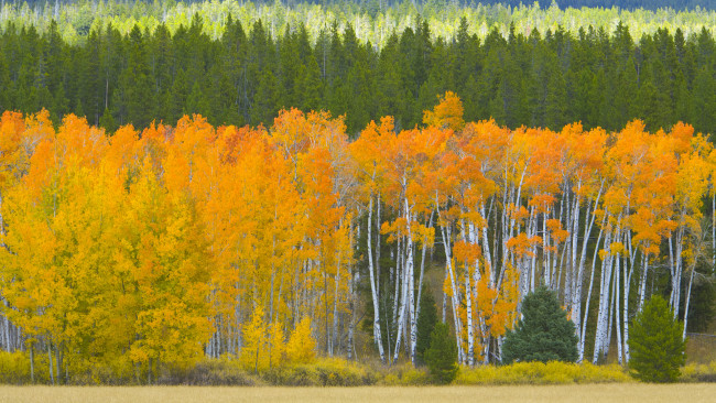 Обои картинки фото природа, лес, листья, осень