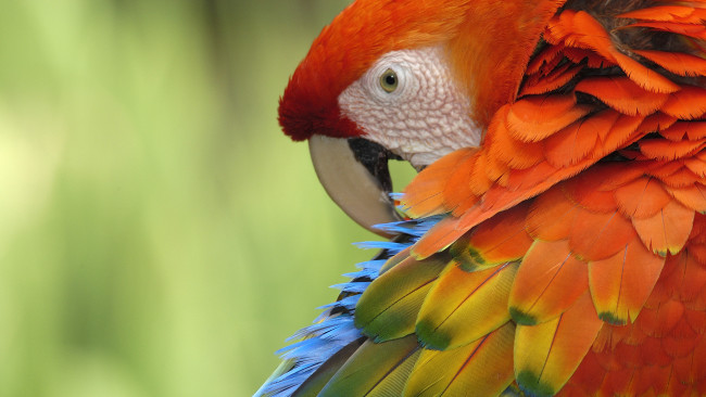 Обои картинки фото животные, попугаи, ара, scarlet, macaw