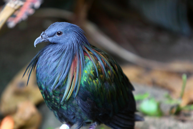 Обои картинки фото никобарский, голубь, животные, голуби, перья, разноцветный, синий