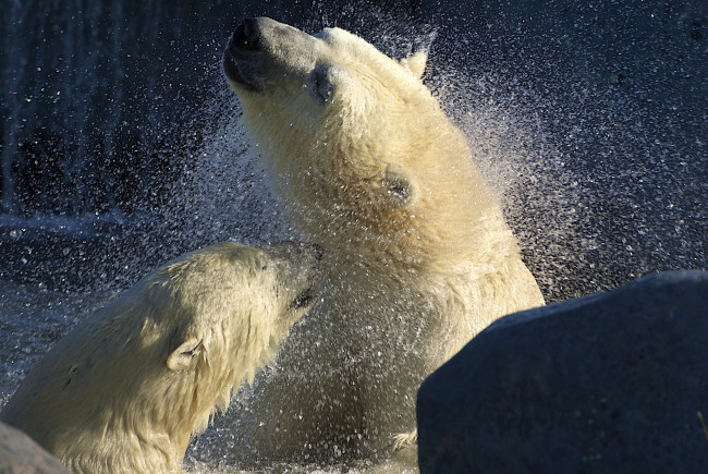 Обои картинки фото животные, медведи, вода, большой, купание, брызги, белый