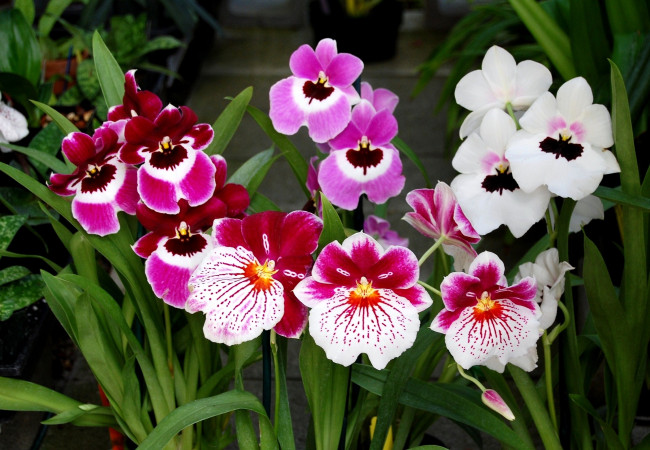 Обои картинки фото цветы, орхидеи, разноцветные, много, пестрые