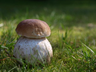 Картинка boletus природа грибы поляна боровик трава