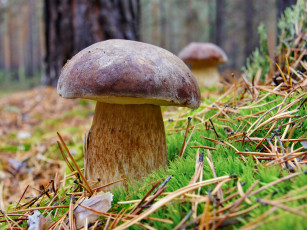 Картинка природа грибы белые