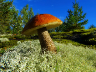Картинка природа грибы флора