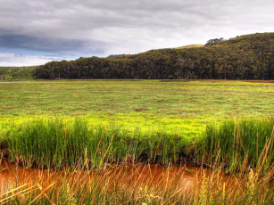 Картинка природа поля поле рис вода