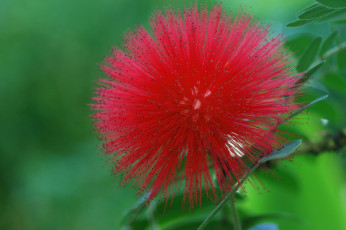 Картинка цветы акация красный пушистый шар