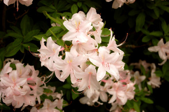 Картинка цветы рододендроны азалии бледно-розовый