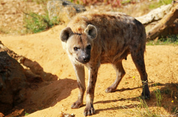 Картинка животные гиены гиеновые собаки хищница