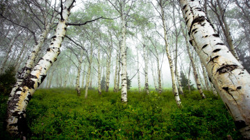 Картинка forest природа лес березы кустарник