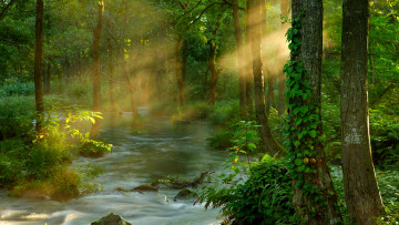 Картинка forest sunbeams природа лес деревья вода