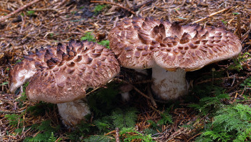 Картинка природа грибы ежевик лускатый иголки почва