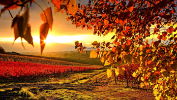 Картинка vineyard in autumn природа поля виноградники осень