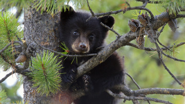 Картинка животные медведи ель медведь