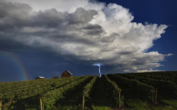 Картинка lightning over vineyards природа молния гроза поле виноградник облака разряд