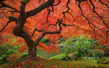 Картинка природа деревья осень дерево