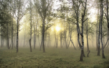 Картинка природа лес березы туман рассвет