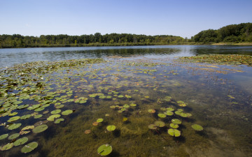 Картинка природа реки озера пруд болото листья круглые мель лес