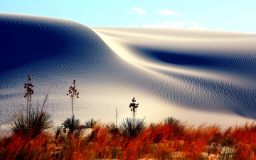 Картинка sand dunes природа пустыни дюны песок пустыня трава цветы