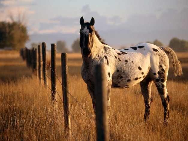 Обои картинки фото животные, лошади, забор, луг, лошадь