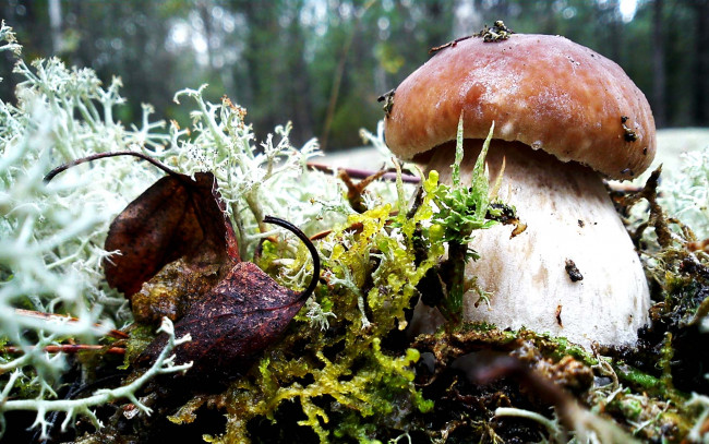 Обои картинки фото mushroom, природа, грибы, трав, мох, листья, боровик, капли, лес