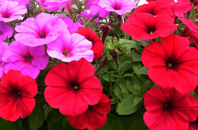 Обои картинки фото цветы, петунии, калибрахоа, красный, розовый, яркий