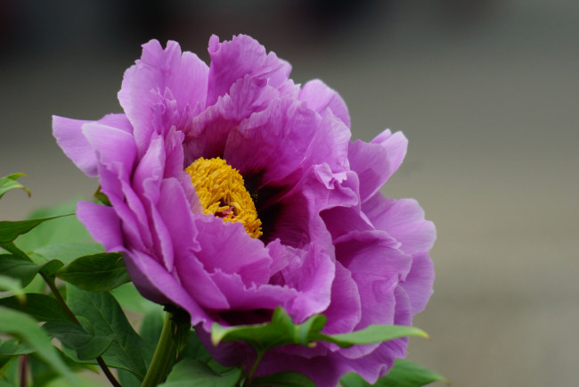 Обои картинки фото цветы, пионы, макро, розовый, яркий