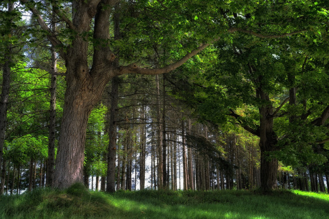 Обои картинки фото forest, природа, лес, деревья, трава