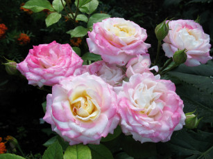 Картинка цветы розы крупным планом розовые