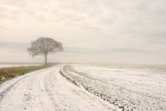 Картинка природа зима дерево поле снег