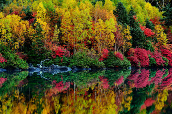 Картинка природа реки озера багрянец листья осень река кусты деревья лес
