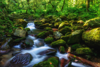 Картинка природа реки озера мох камни ручей лес