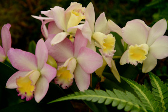 Картинка цветы орхидеи цветение flowering orchids flowers