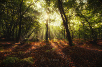 Картинка природа лес трава солнце деревья папоротники лучи