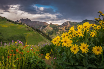 Картинка природа луга цветы луг облака горы