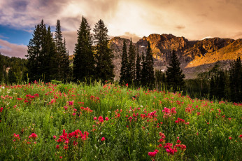 Картинка природа луга облака цветы горы луг