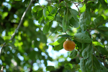 Картинка природа плоды листья ветки дерево плод хурма
