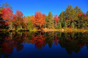 обоя природа, реки, озера, пруд, лес, небо, отражение, осень, деревья