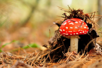 Картинка природа грибы +мухомор лес гриб