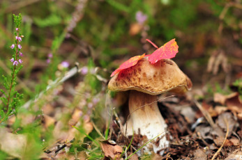 Картинка природа грибы осень гриб