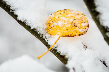 Картинка природа листья макро зима снег ветка