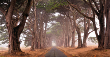 Картинка природа дороги пейзаж деревья дорога