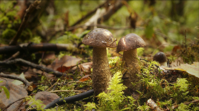 Обои картинки фото природа, грибы, паучок, лес
