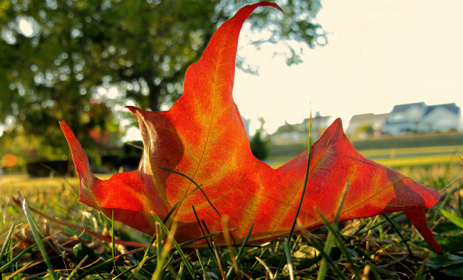 Обои картинки фото природа, листья, лист, красный, трава, макро, осень