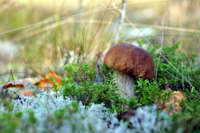Обои картинки фото природа, грибы, лес, гриб