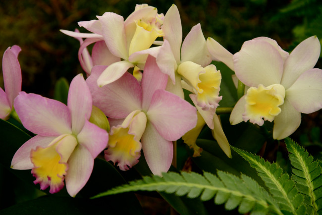 Обои картинки фото цветы, орхидеи, цветение, flowering, orchids, flowers