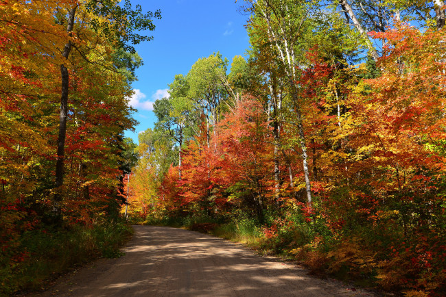 Обои картинки фото природа, дороги, осень, деревья, лес, дорога, небо