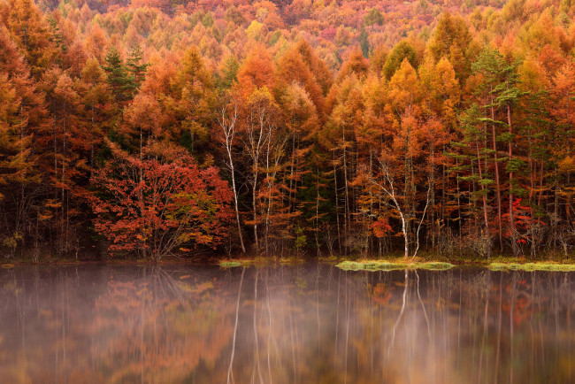 Обои картинки фото природа, реки, озера, отражение, деревья, туман, озеро, лес, осень